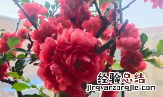 海棠花什么季节开花花期多长 海棠花什么季节开花
