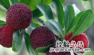 杨梅上火吗会牙痛吗 杨梅上火吗
