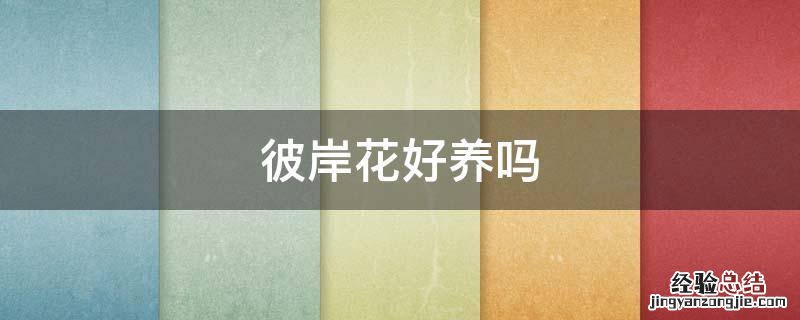 彼岸花好养吗
