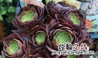 多肉植物黑法师养殖方法 多肉植物黑法师养殖方法和技巧