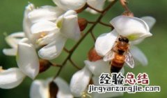 槐花的养殖方法和技巧 槐花的养殖方法和注意事项