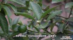 金桔什么时候开花，开花时怎么养？