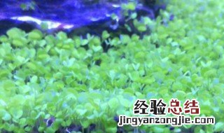 水草种子发粘怎么处理 水草种子粘液如何清除