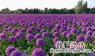 大花葱什么时候种植 大葱怎么种植