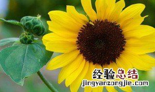 乔迁送什么花 乔迁新居送什么鲜花