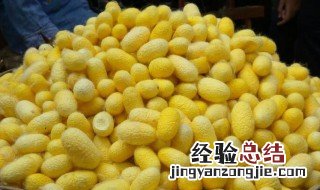蚕茧发黄是什么原因 蚕茧变黄是怎么回事