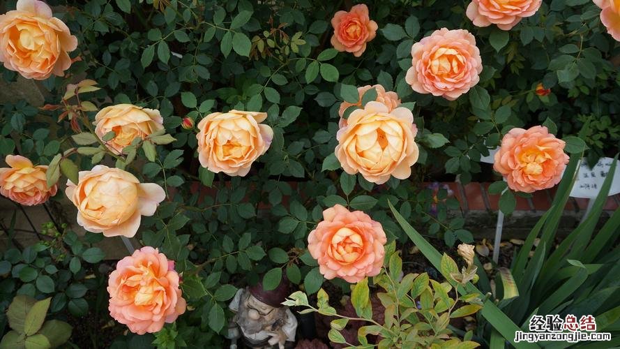 夏季月季花怎么养