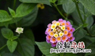 五彩梅的种植方法 五彩梅的种植方法介绍