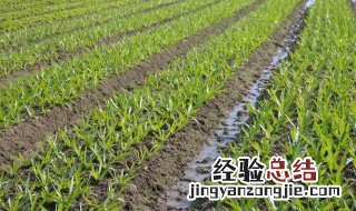 地环怎么种植怎么栽培 地环怎样种植