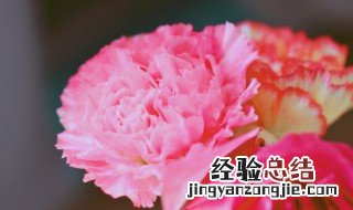 康乃馨保鲜小妙招 康乃馨保鲜的方法