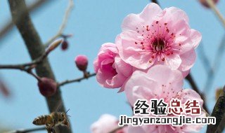 春暖花开的说说心情朋友圈图片 春暖花开的说说心情