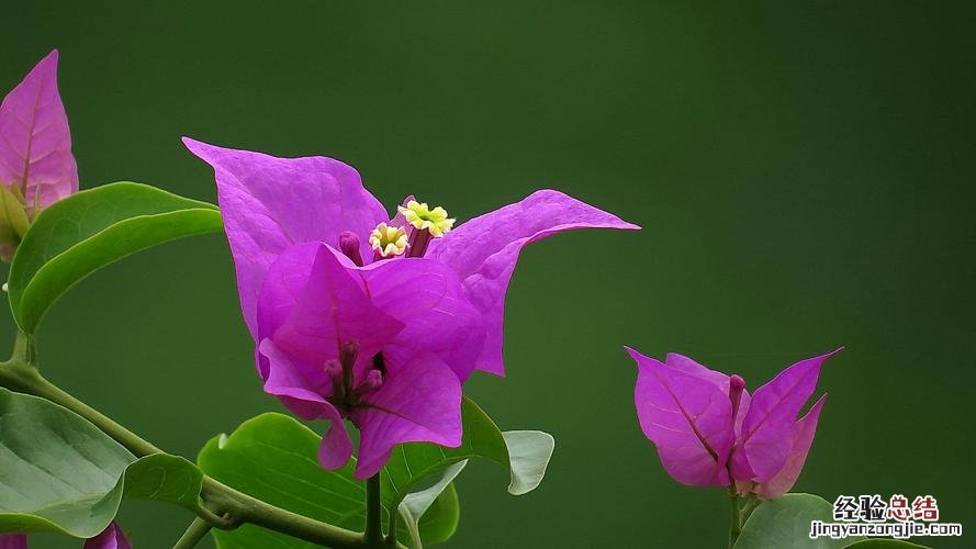 “三角梅”不开花?用这种“脏东西”作肥料,花朵开满墙!