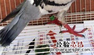 鸽子下无精蛋怎么治疗 鸽子下无精蛋怎么治疗视频