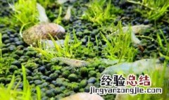 虾塘绿藻处理方法 关于虾塘的绿藻处理方法