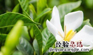 栀子花怎么养 如何养好栀子花