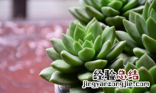 多肉植物种植技巧大全 多肉植物的种植方法