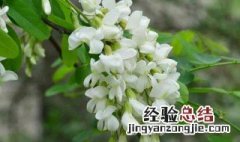 槐花养殖方法和技巧 槐花怎么养殖