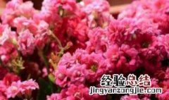 长寿花受冻了还能活吗 长寿花被霜冻了还能活吗