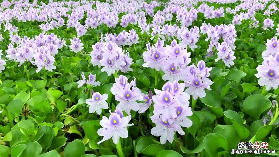 白花前胡怎么养