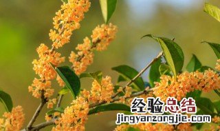 桂花茶如何保存方法 桂花茶如何保存