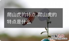 爬山虎的特点 爬山虎的特点是什么