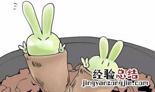 碧光环如何分头 碧光环一年分几个头