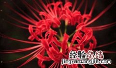 家里不能养的花有哪些 家里不能养的花介绍