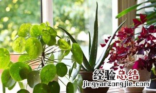 家里适合养的绿植有哪些 关于家里适合养的绿植有哪些