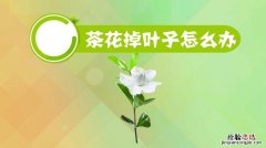 茶花树掉叶子怎么回事