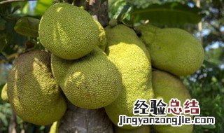 菠萝蜜正确挂果方法 正确瓜果方法如下