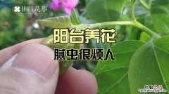 三角梅长蚜虫怎处理