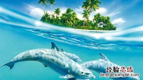 海豚姐姐 海鲜 哪里卖