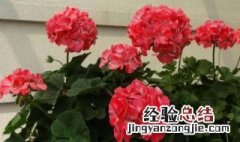 什么植物适合家里养而且好活 分别有哪些