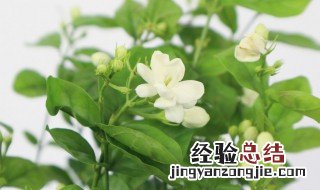 植物叶子冻伤了怎么办呢 植物叶子冻伤了怎么办