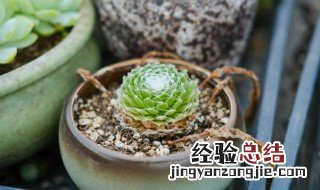 蛛丝卷绢水浇多了怎么办 蛛丝卷绢水浇多了怎么办