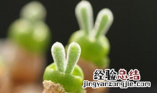 碧光环的花语是什么 碧光环的花语