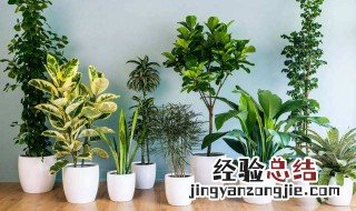 家里适合放什么植物 适合家里养的植物推荐