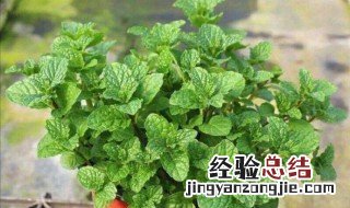 家里适合养什么可以吃的植物 家里适合养什么植物