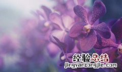 小国魂兰花养殖妙招 小国魂兰花多少钱一苗