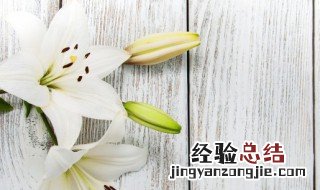 祝病人早日康复送什么花 祝病人早日康复送什么花比较好
