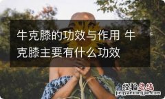 牛克膝的功效与作用 牛克膝主要有什么功效