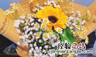 满天星雏菊的花语是什么 满天星雏菊的花语