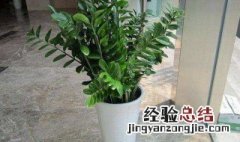 适合家里养的绿色植物 适合家里养的绿色植物介绍