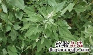 有毒野菜图片大全及名字 常见的有毒野菜的家常做法