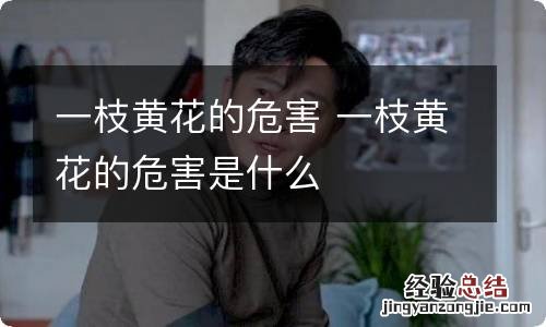 一枝黄花的危害 一枝黄花的危害是什么