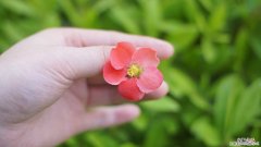 铁海棠和海棠花的区别