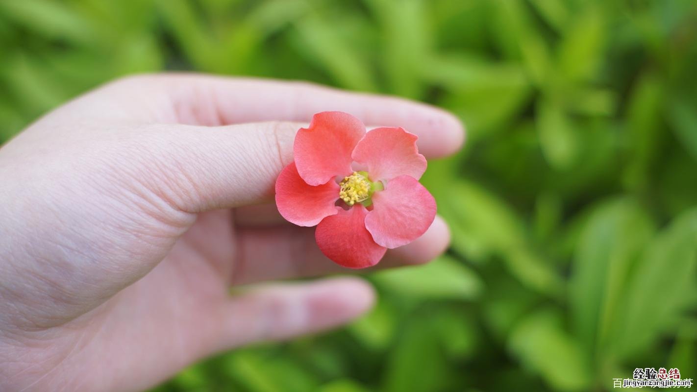 铁海棠和海棠花的区别