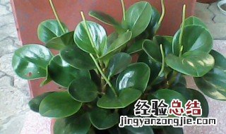 家里经常没人适合养什么植物 家里没人养什么植物好