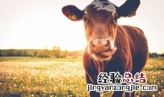 上脑肉是哪个部位 牛肉的上脑肉是哪个部位