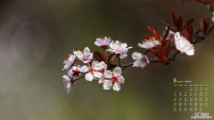 红叶李花与樱花的区别